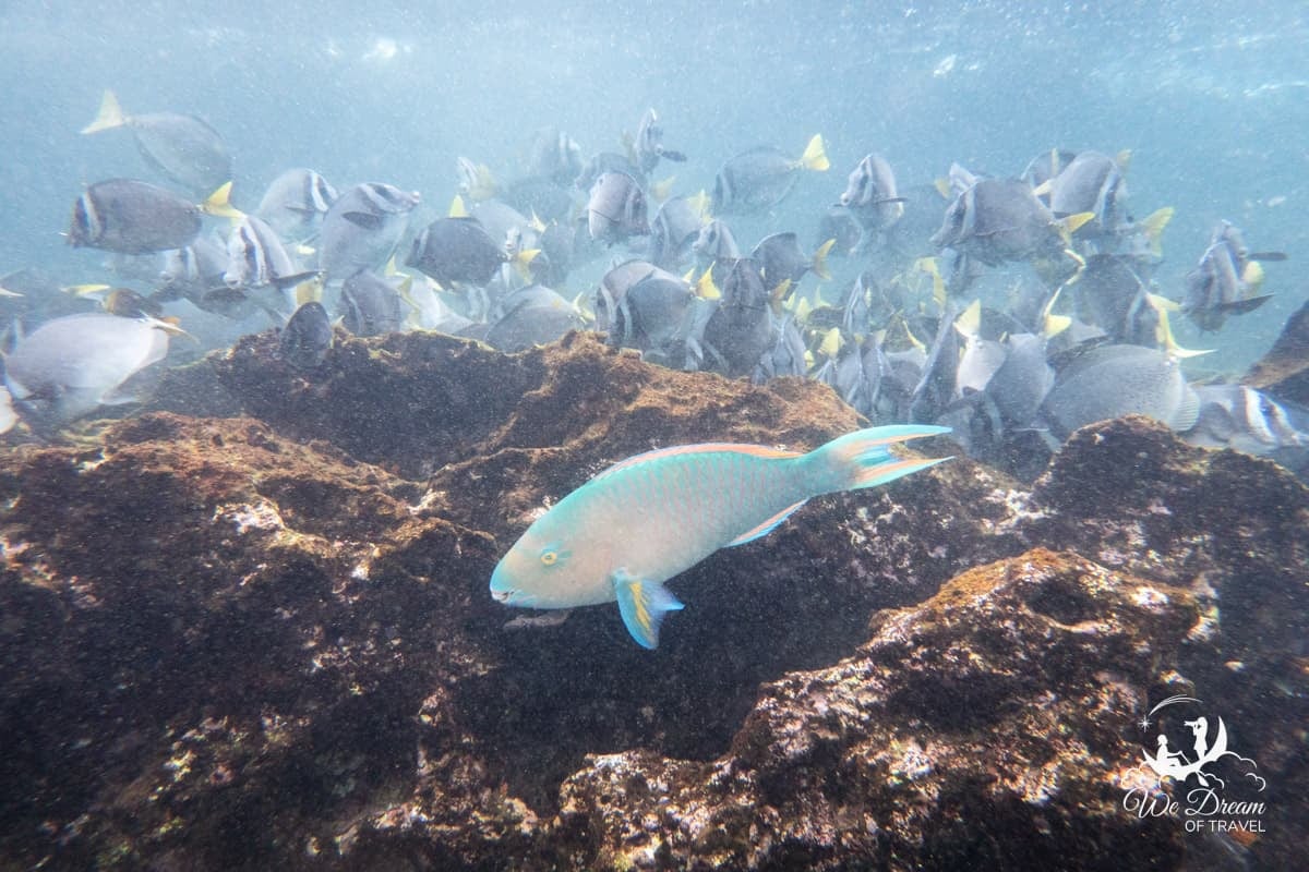 A parrotfish and a school of surgeonfish seen while snorkeling in the Galapagos islands