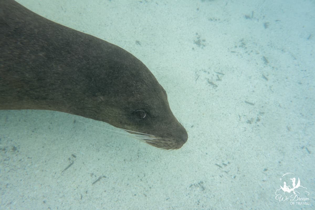 A sea lion seen in shallow water while snorkeling in Galapagos.