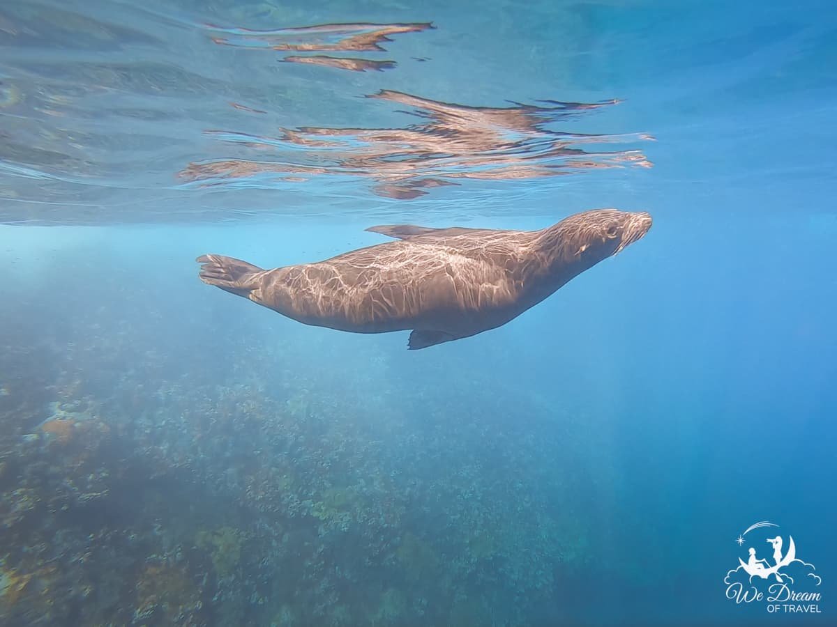 A seal lion swimming underwater seen while snorkeling in Galapagos.