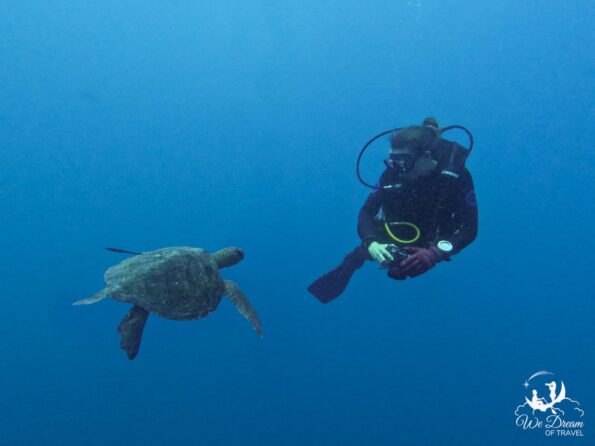 Gordon Rocks Dive 🐢 Santa Cruz (Galapagos): Ultimate Guide for a First Visit in 2024