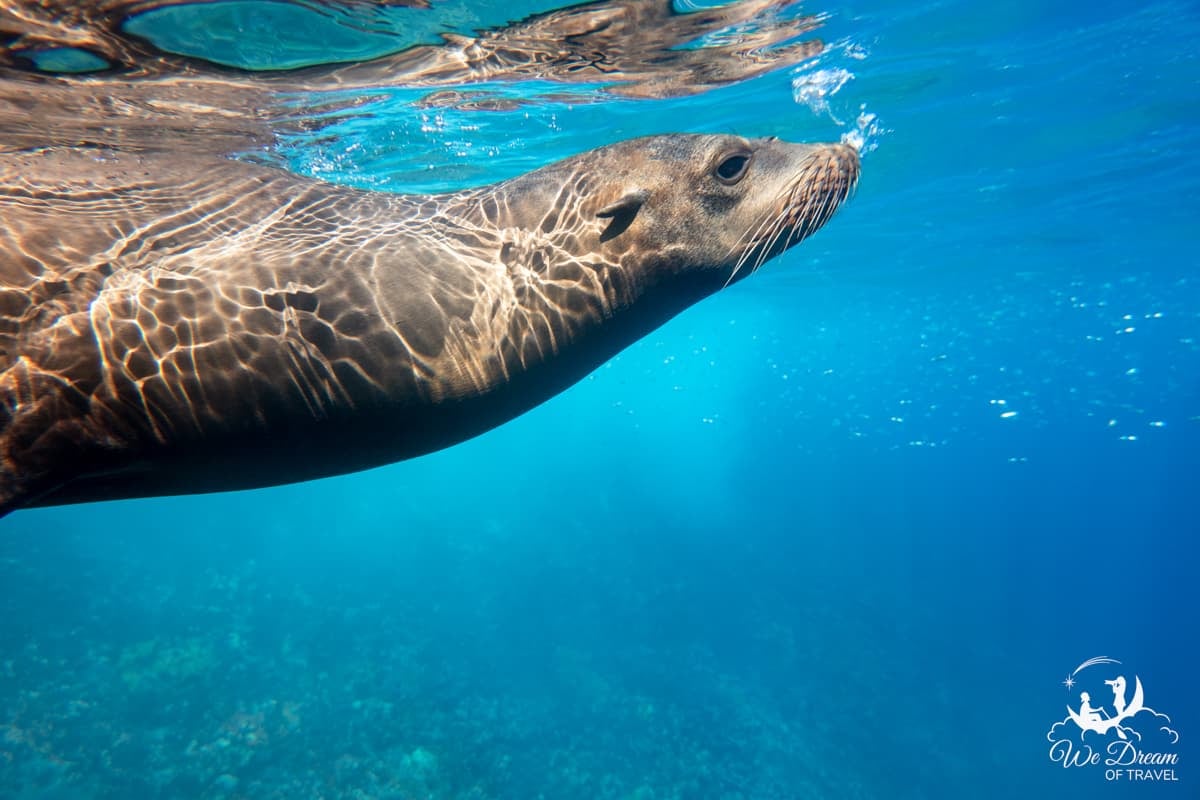 An underwater image of a sea lion surfacing for breath in crystal clear water off of Isla Lobos Galapagos.
